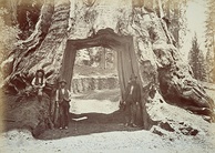 The Dead Giant (c. 1870s)