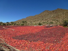 Red peppers in Cachi, Argentina are air-dried before being processed into powder.