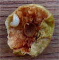 Cherry oak gall cut open to reveal wasp larva