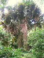 At Lyon Arboretum, Hawaii, U.S.