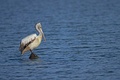 Spot-billed pelican (Pelecanus philippensis) at Pulicat Lake