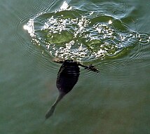 A diving grebe showing how the hindlimbs are propelling the bird underwater