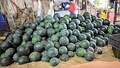 Watermelon out for sale in Maa Kochilei Market, Rasulgarh, Odisha, India