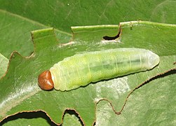 Larva