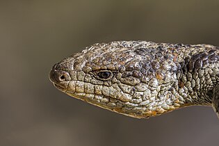 Head of blotched blue-tongued lizard