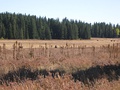 In the summer, cattle graze atop the mesa.