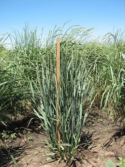 A genetically dwarfed plant