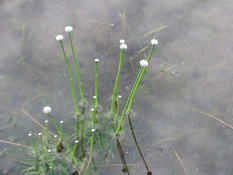 Many liverworts grow either submerged or on land.