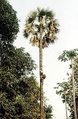 Toddey trapper climbing palm tree with a hanging ladder, India.