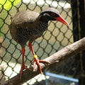 The Okinawa rail