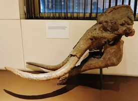 Череп Choerolophodon sp.