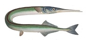 The ambush predator needlefish Belone belone