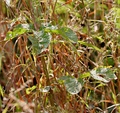 Abelmoschus ficulneus leaves in Kawal Wildlife Sanctuary, India.