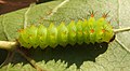 Actias artemis reared on American Sweetgum