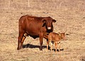 Ganado Bovino: 1.824 ton de carne de res. 45.000 cabezas.