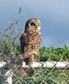 Asio flammeus sandwichensis in Maui