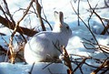 La liebre ártica (Lepus arcticus) cambia la capa de forma estacional para mimetizarse con el medio