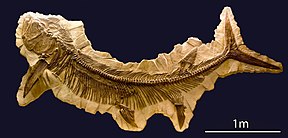 Several Xiphactinus skeletons are preserved with the fish Gillicus arcuatus swallowed whole.