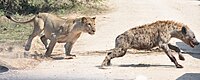 Lioness chasing a spotted hyena in Kruger National Park