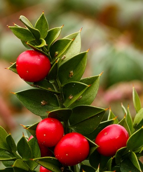 Ruscus aculeatus, cladodios fotosintéticos en los que se insertan flores y frutos.