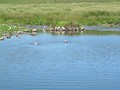 Laguna interior con algunas gaviotas.