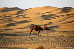 A camel in the Nushki Desert