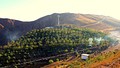 Eynali artificial forest in the north of the Tabriz