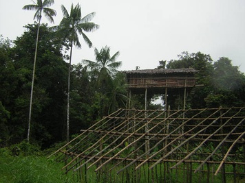 Tree houses built by the Korowai people in Papua, Indonesian New Guinea.