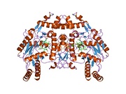 1p6m: Bovine endothelial NOS heme domain with (4S)-N-(4-amino-5-[aminoethyl]aminopentyl)-N'-nitroguanidine bound