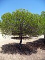 Pine in Aguas del Pino, San Miguel beach.