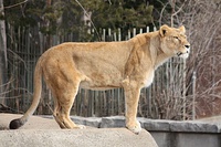 A tuft at the end of the tail is a distinct characteristic of the lion.