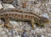 Sand lizard (Lacerta agilis) with rows of eyespots