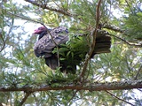 Turkey vulture perched in a Redwood tree near Sveadal. The vulture, along with several others nearby, eye carrion below.