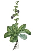 Illustration from "La flore et la pomone françaises" by J.H. Saint-Hilaire, 1832.