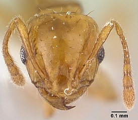 Ochetomyrmex