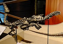 Herrerasaurus ischigualastensis (PVSJ 407, PVSJ 053)