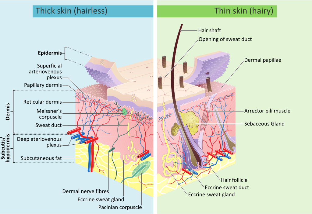  Skin layers, of both hairy and hairless skin