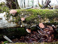 Shiitake growing wild in Hokkaido