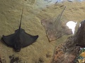 A bat ray (Myliobatis californica) and a big skate (Beringraja binoculata)