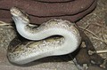 Ангольский питон (Python anchietae)