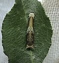 An early instar of Papilio polytes, resembles a bird dropping.