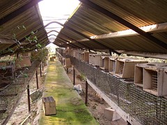 Battery cages for mink reared for their fur