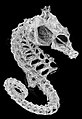 3D computed tomography (CT) scan of dwarf seahorse skeleton