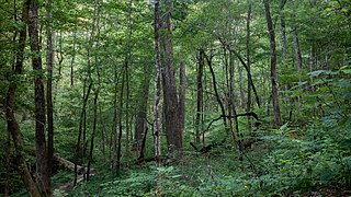 Forest in Caddo Lake State Park (July 2021)