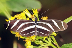 H. c. vazquezae Panama