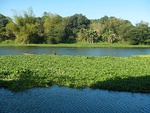 I. aquatica along the Angat River, Philippines