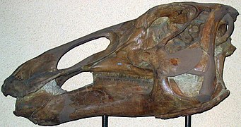 Cráneo del saurolofino Edmontosaurus annectens.