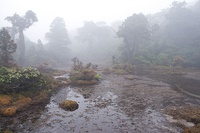 Shiratani Unsuikyo valley ja:白谷雲水峡 (900m altitude)