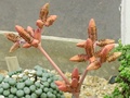 Pollen cones of Welwitschia