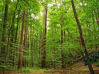 Tres bosques caducifolios mostrados en verano, otoño e invierno.